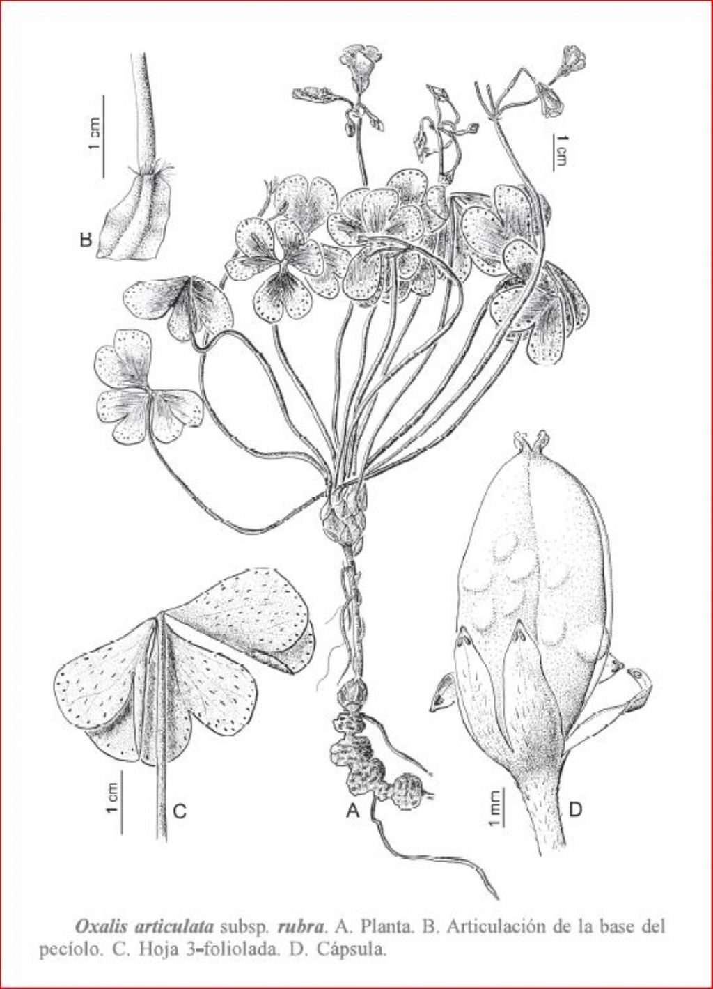 Quale Oxalis? Oxalis articulata